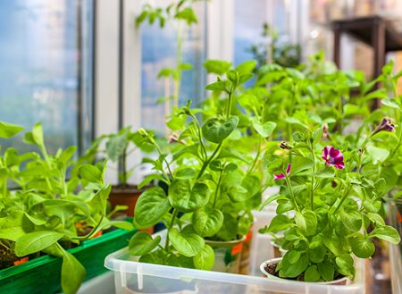 Кога да сеем петуния за разсад през 2017 г.