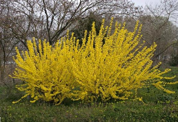 forsythia