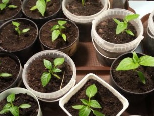 Trồng tiêu cho cây con năm 2017