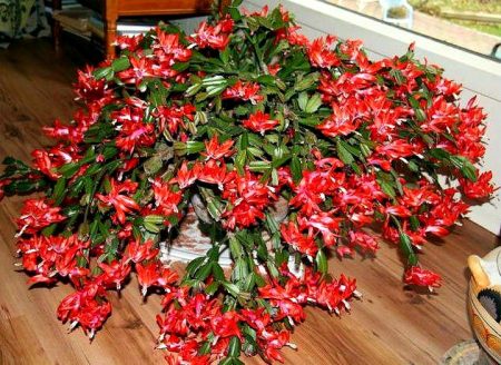 Decembrist blomst hvordan man plejer derhjemme