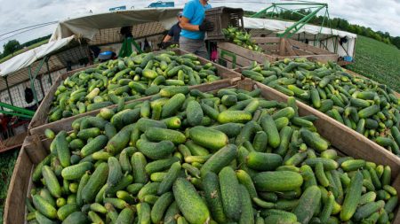 huGO-BildID: 32261982 ARCHIV - Ein Erntehelfer schüttet am 2013-06-21 auf einem Gurkenflieger des Spreewaldbauern Riecken nahe Vetschau (Brandenburg) Einlegegurken in große Transportkisten. Nuotrauka: Patrick Pleul / dpa („zu lbn vom“ 2013-05-08) +++ (c) dpa - „Bildfunk +++“