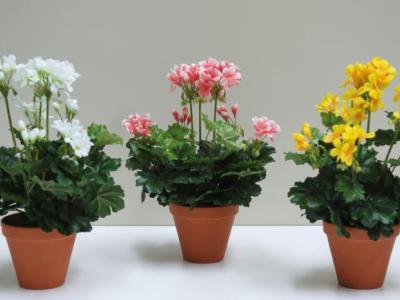 Как да се грижим за здравец у дома през зимата