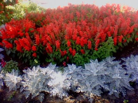Salvia: ảnh hoa, cây con, khi nào cần trồng