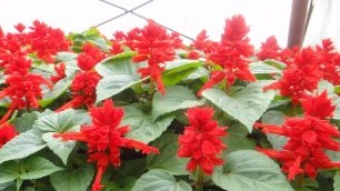 Salvia: ảnh hoa, cây con, khi nào cần trồng