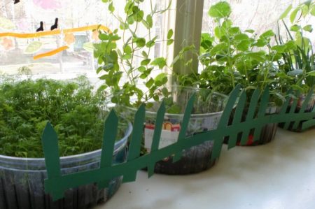 Winter garden on the windowsill for beginners