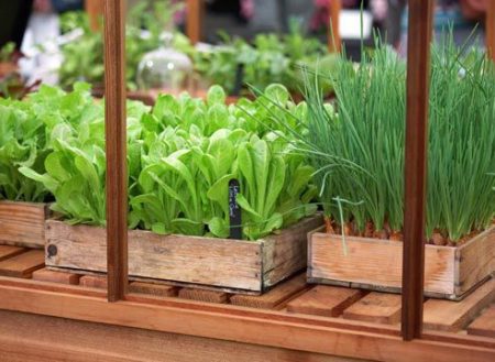 Winter garden on the windowsill for beginners