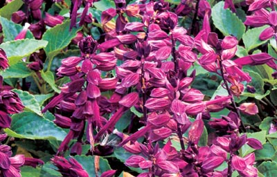 Salvia: ảnh hoa, cây con, khi nào cần trồng