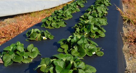 Покривен материал за легла
