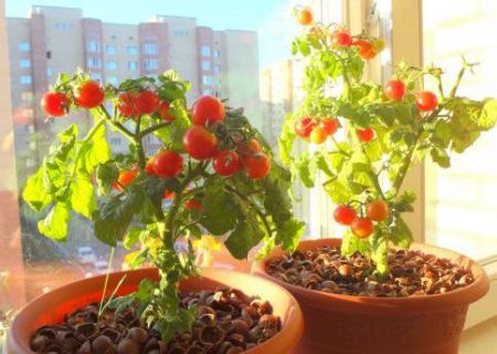 Winter garden on the windowsill for beginners