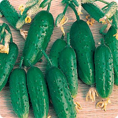 Agurkai už atvirą žemę Maskvos regionui