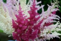 astilba засаждане и грижи на открито