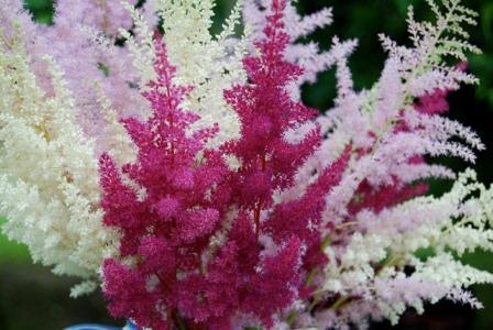 astilba засаждане и грижи на открито