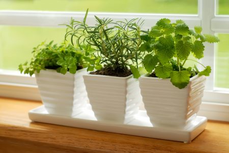 Winter garden on the windowsill for beginners
