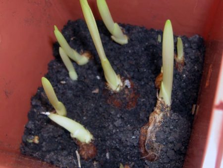 נבטים של פרזיה