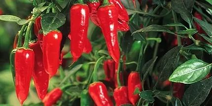 Sėjama pipirų daigams 2016 metų vasarį