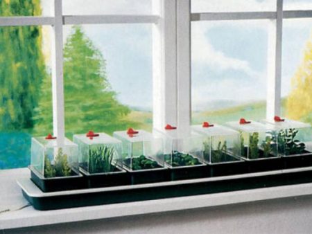 Winter garden on the windowsill for beginners