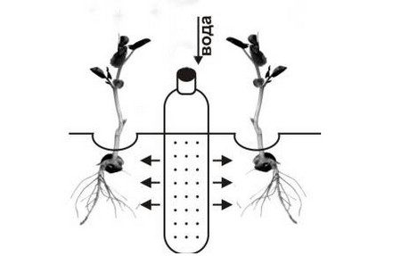 tưới nhỏ giọt