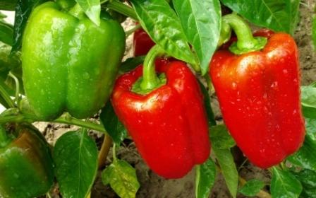 giống tiêu tốt nhất cho khu vực Moscow