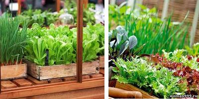 Winter garden on the windowsill for beginners