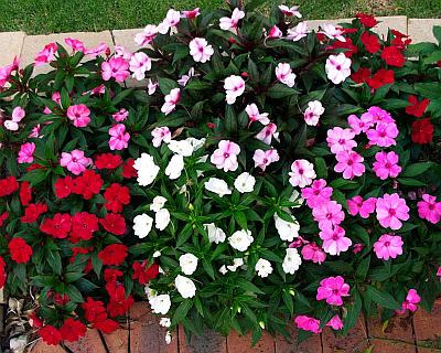 Балсамова градина: засаждане и грижи, снимка