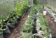 краставици, домати и чушки в една оранжерия