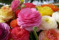 ранункулус засаждане и грижи в откритата земя