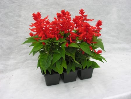 Salvia: ảnh hoa, cây con, khi nào cần trồng