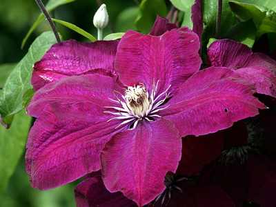 Клематис, сортове за Московска област