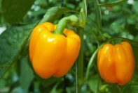 сортове сладък пипер с дебела стена за района на Москва