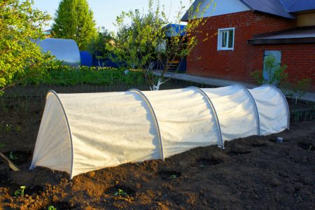 как изглежда оранжерия като кокиче