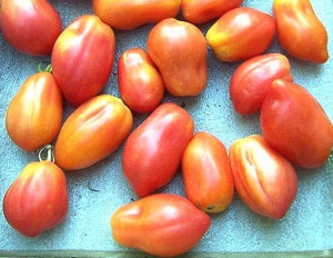 Những giống cà chua tốt nhất