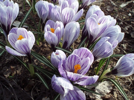 Krūmai: sodinimas ir priežiūra namuose