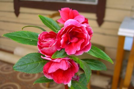 Vườn Balsam: gieo hạt