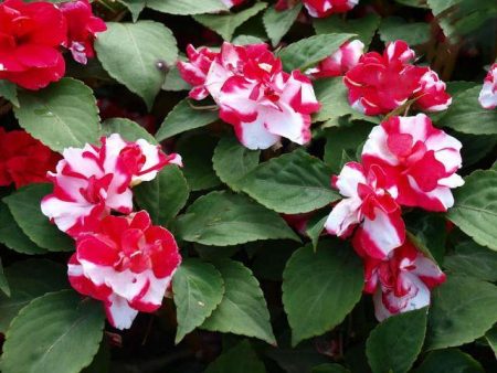 Vườn Balsam: gieo hạt