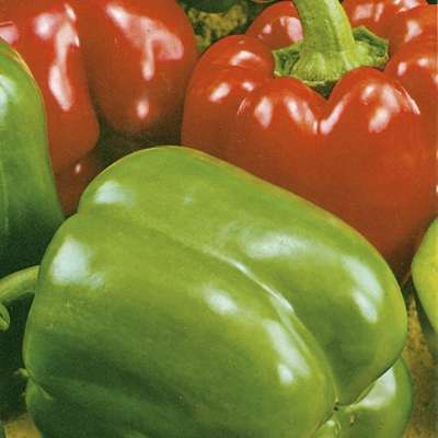 Pepper California Miracle