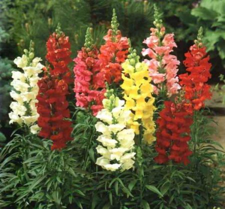 Snapdragon: отглеждане от семена у дома