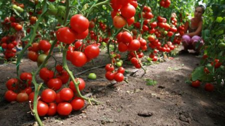 Tomaten voor het zuiden van Rusland