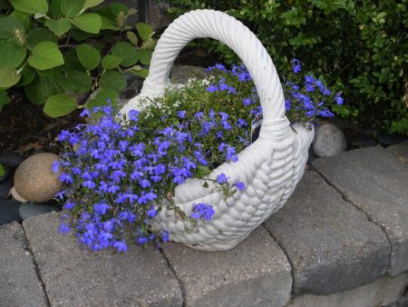 Ампел лобелия