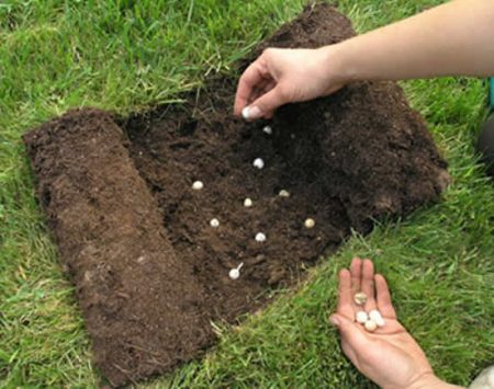 Krūmai: sodinimas ir priežiūra namuose