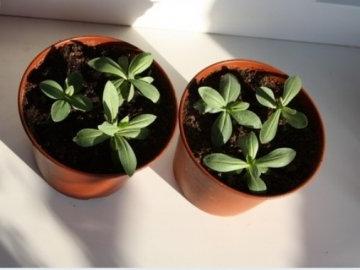 Eustoma: отглеждане на семена