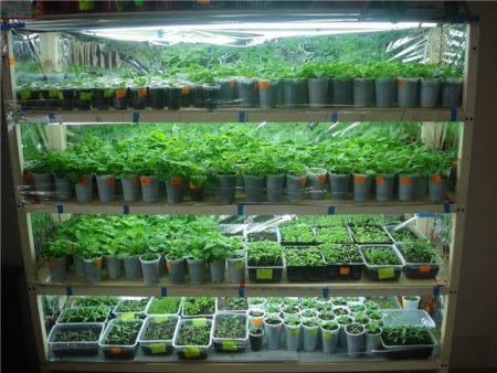 Chiếu sáng cho cây con tại nhà