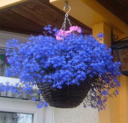 Amp Lobelia: засаждане и грижи, снимка