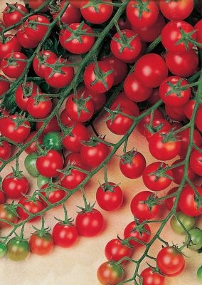 Cà chua là giống tốt nhất cho khu vực Moscow