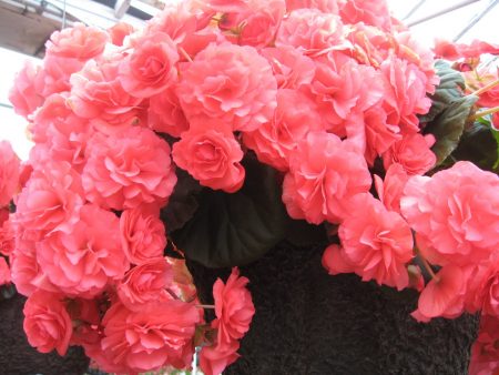 Годишни цветя за летни вили, цъфтящи през цялото лято: снимка със заглавие