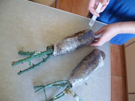 Как да спасим разсад от роза