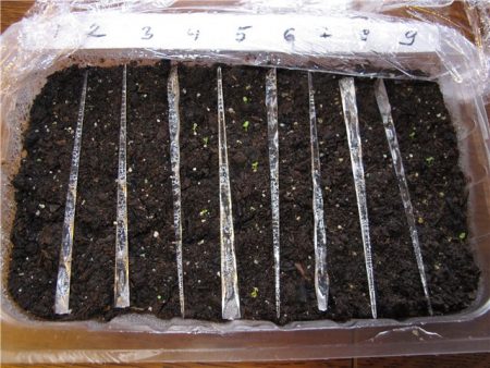 Petunia zaadteelt wanneer te planten