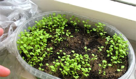 Петуния: отглеждане на семена