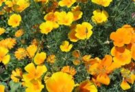 גידול זרעי אשכוליה