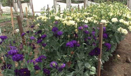 eustoma care