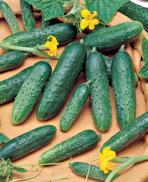 Сортове краставици за открита земя, самоопрашващи се